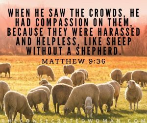 Matthew 9 36